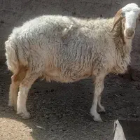 میش و بز قیمت مناسب
