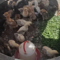 جوجه محلی اصل زابل ۱۷ روزه