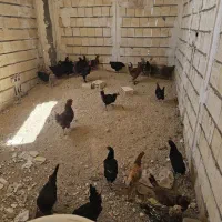تعدادی مرغ و خروس محلی و گلین
