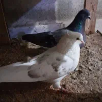 نر دوبال نخودی کاکلی .