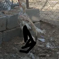مرغ و خروس نژاد برتر
