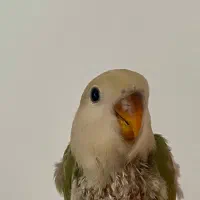 کوتوله نرمه خور