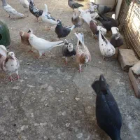 20 عدد کفتر خوب