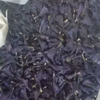گل گاو زبان امسالی