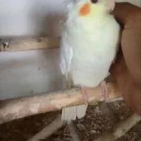 جوجه عروس هلندی