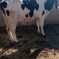 تلیسه ابستن و ماده گاو شیری