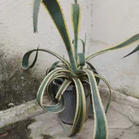 آگاو ابلق بزرگ و ۵ ساله