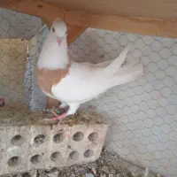 طوقی ماده جوان