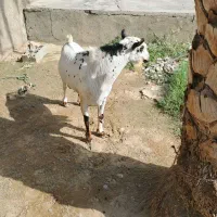 نری داشتی فروشی...