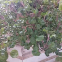 گل طبیعی|گل و گیاه طبیعی|اصفهان, همتآباد|دیوار