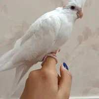 فروش عروس هلندی