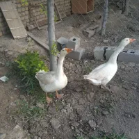 غاز دورگه قوغازوغاز
