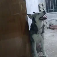 هاسکی