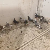 کبوتر گرفتنی و جوجه کبوتر