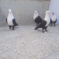 کربلایی زیبا