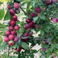 باغ با قابلیت ساخت مسکونی