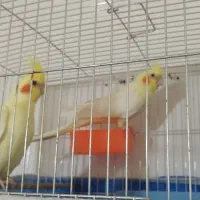 آگهی رو خوب بخونید