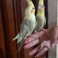 عروس هلندی رنگ خاص