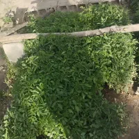نشاع گوجه ،بادمجان،فلفل خوراکی