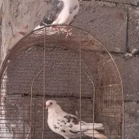 کبوتر دوکت سیاه
