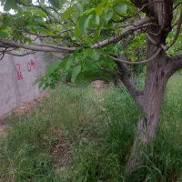 باغ وباغچه ۲۴۳ متری .درختان جنگلی/کنتور برق