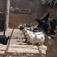 چندعدد بز شیری