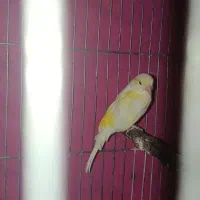 قناری ماده