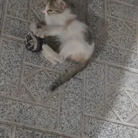 واگذاری سرپرستی بچه گربه رایگان