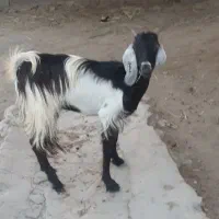 گیسه بز سرحال