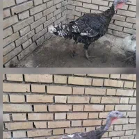 بوقلمون زنده