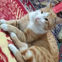 گربه گمشده (فندق)