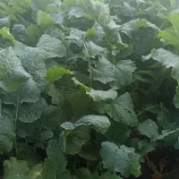 شلغم ترخینه روستای تپه گله سفلی