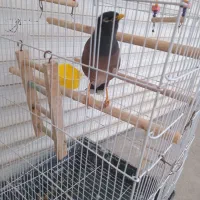 مرغ مینا بالغ نر