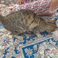 حیوانات
