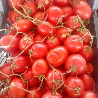 خرید فروش گوجه