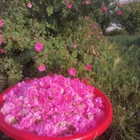 گل محمدی تازه