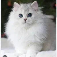 گربه بریتیش مو بلند رنگ جذاب سیلور
