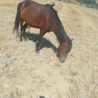 اسب|اسب و تجهیزات اسب‌سواری|بجنورد, |دیوار