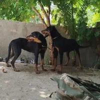 یک جفت دوبرمن  .واکسن خورده نر ماده مخصوص نگهبانی