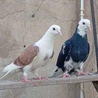 کفتر