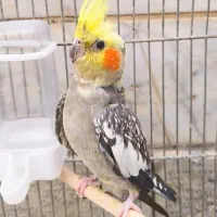 دو عدد عروس هلندی نر وماده