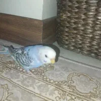 مرغ عشق