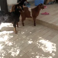 سه عدد بز غاله دونر یک ماده
