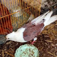 یه جفت دوبال قشنگ با۲تاجوجه خانببین