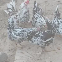 تخم مرغ نطفه دار گلین پنگوئنی