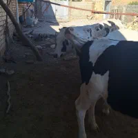 سلام