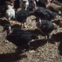 جوجه مرغ و خروس گلپایگانی گردن لخت