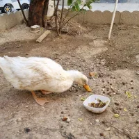 اردک فروشی
