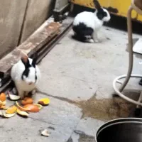 خرگوش جفت نر فقط 600تخفیف داره