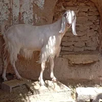 دوعددبز ویه بزغاله نر